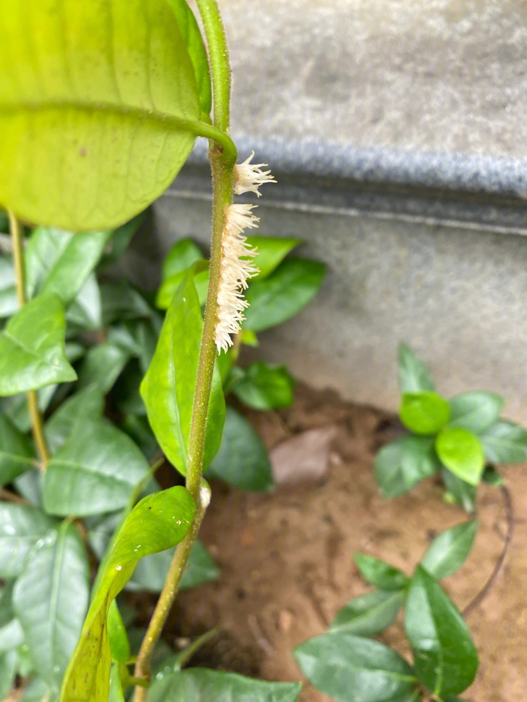 风车茉莉气生根图片