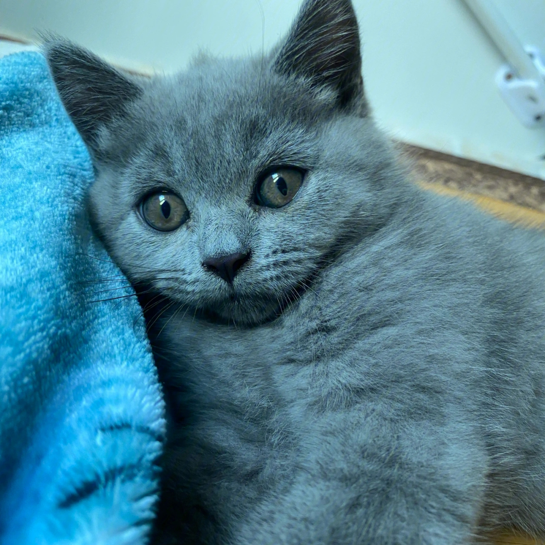 两个月小蓝猫喜欢咬人肿么办