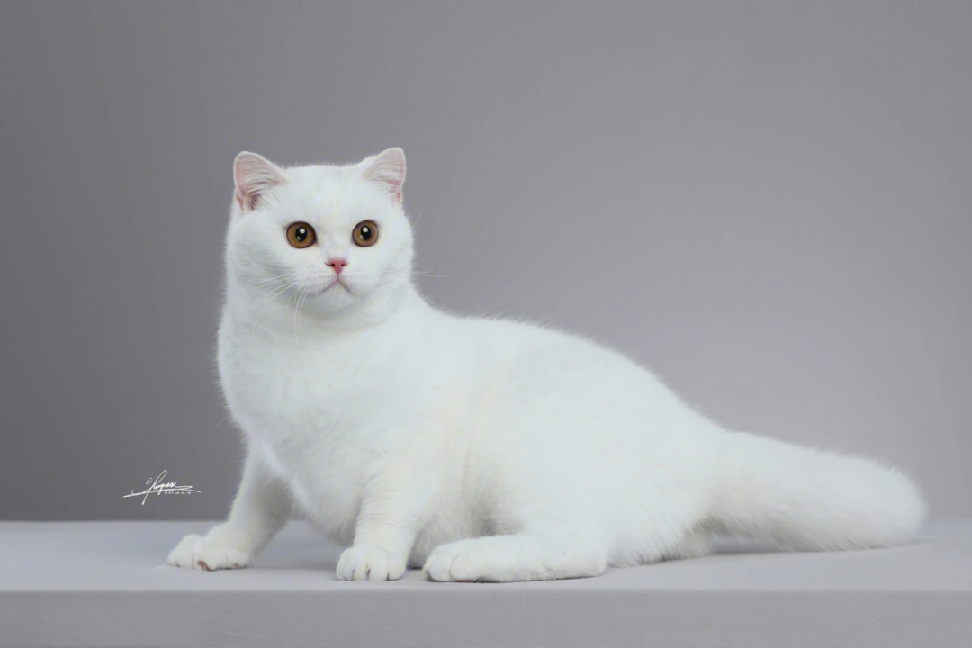 白色英国短毛猫