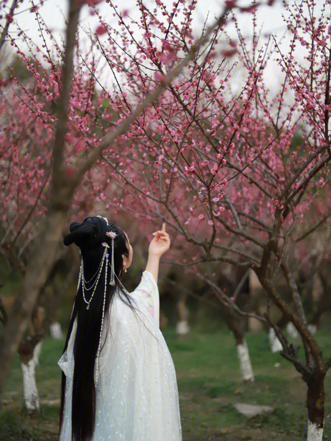 西溪湿地梅林,人入梅花林,便只剩了景色#汉服日常