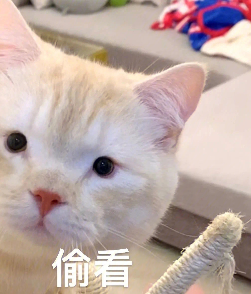 猫咪表情包