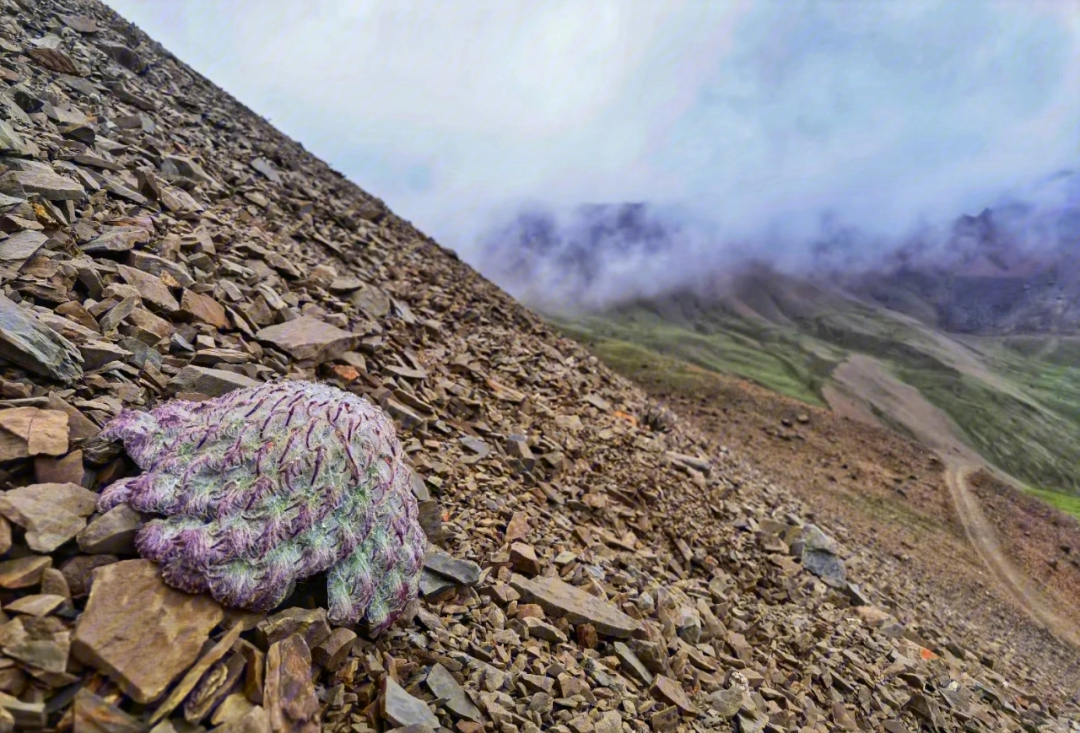 高山流石滩地貌图片