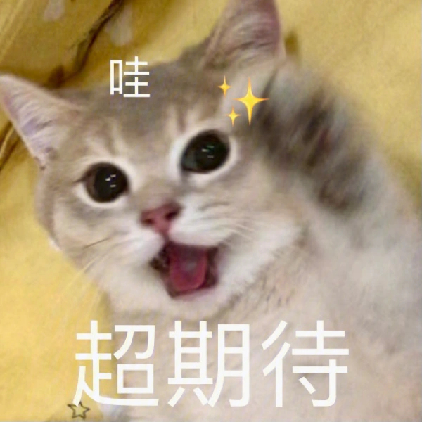 期待的表情包小猫图片