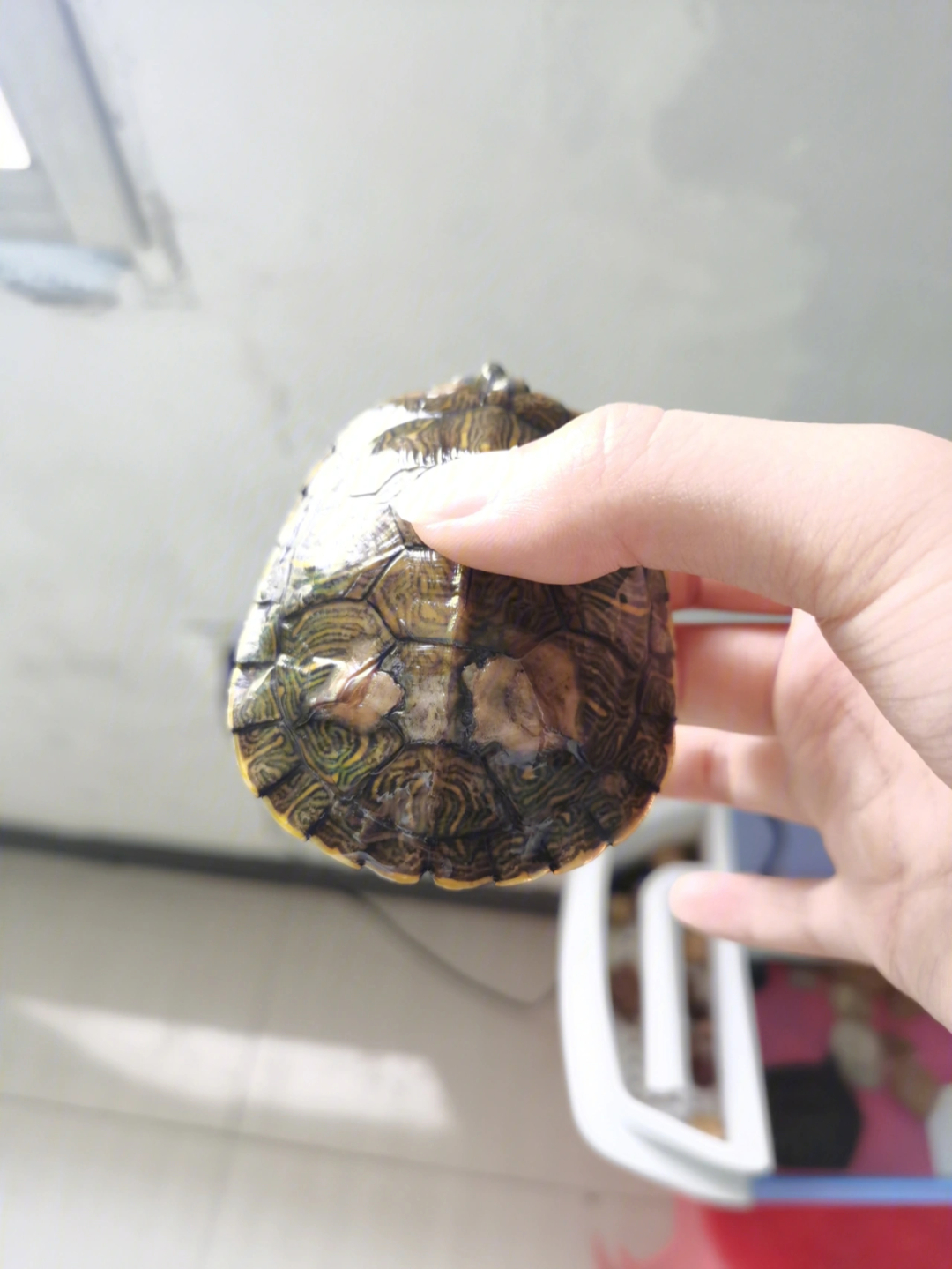 乌龟腐皮分辨图片
