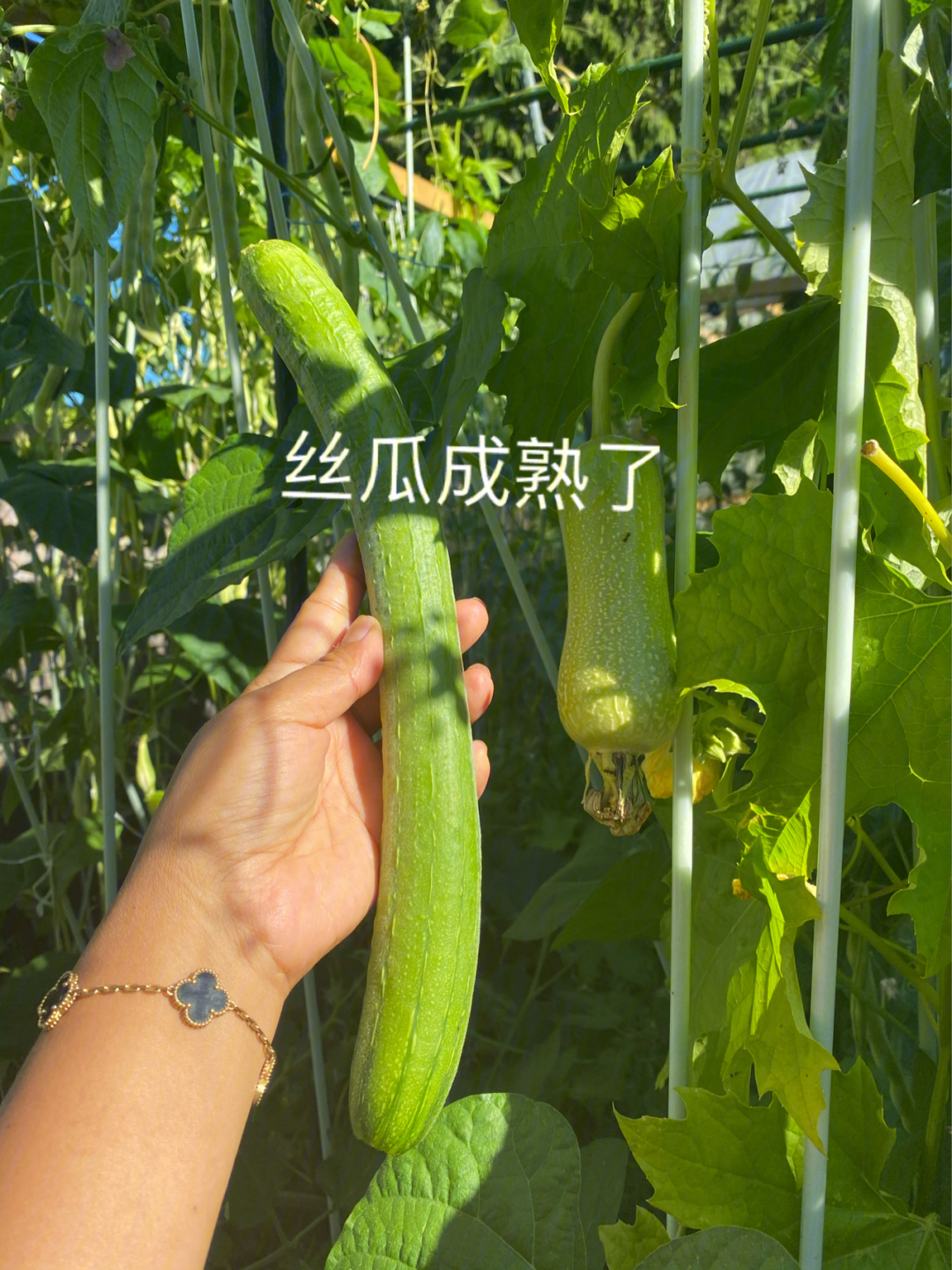 丝瓜成熟