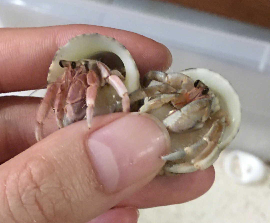 寄居蟹去壳的样子图片