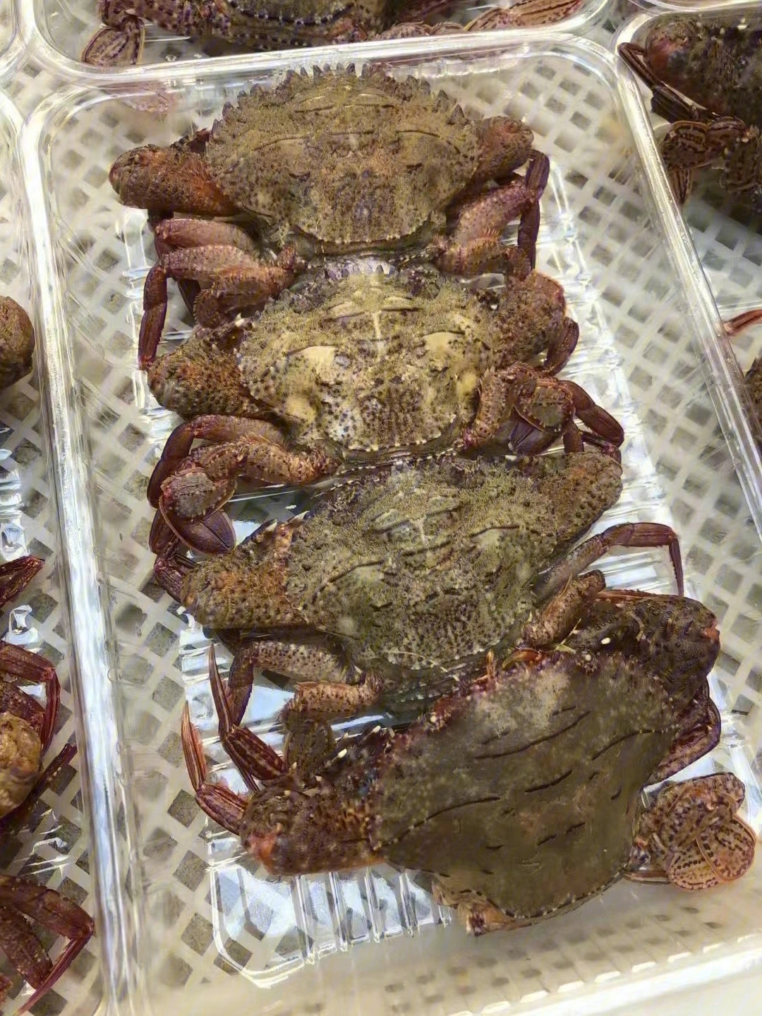 黑将军蟹,正当季,长膏长肉了,最实惠最好吃的螃蟹