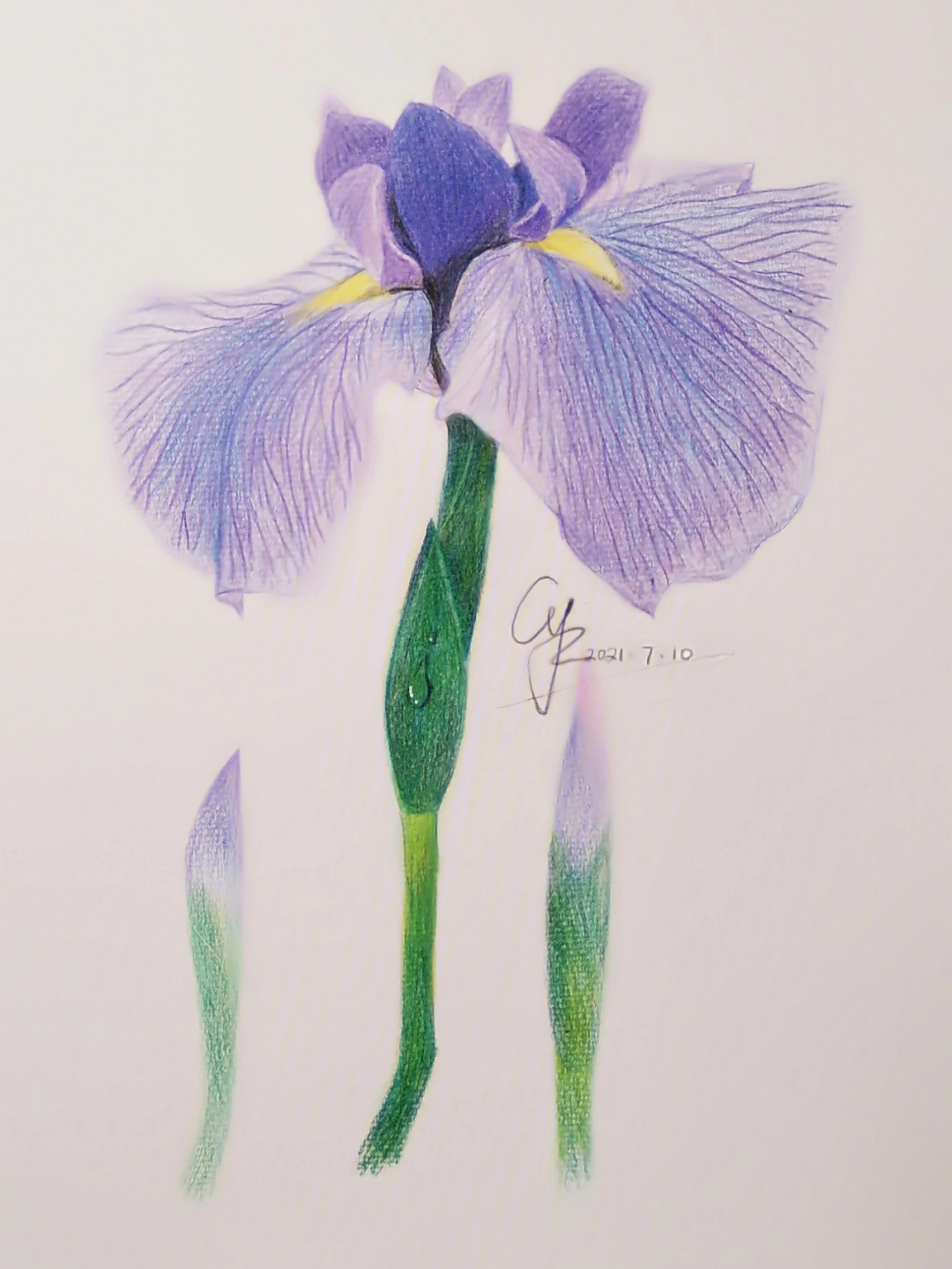 紫鸢花绘画图片