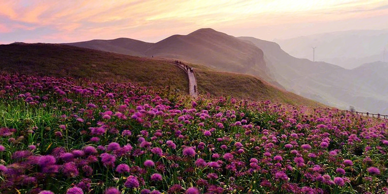 八月来毕节韭菜坪赏花啦