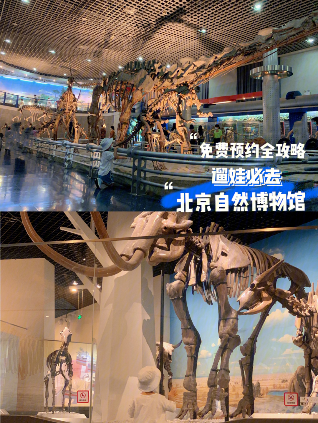 北京遛娃史上最难预约自然博物馆全攻略