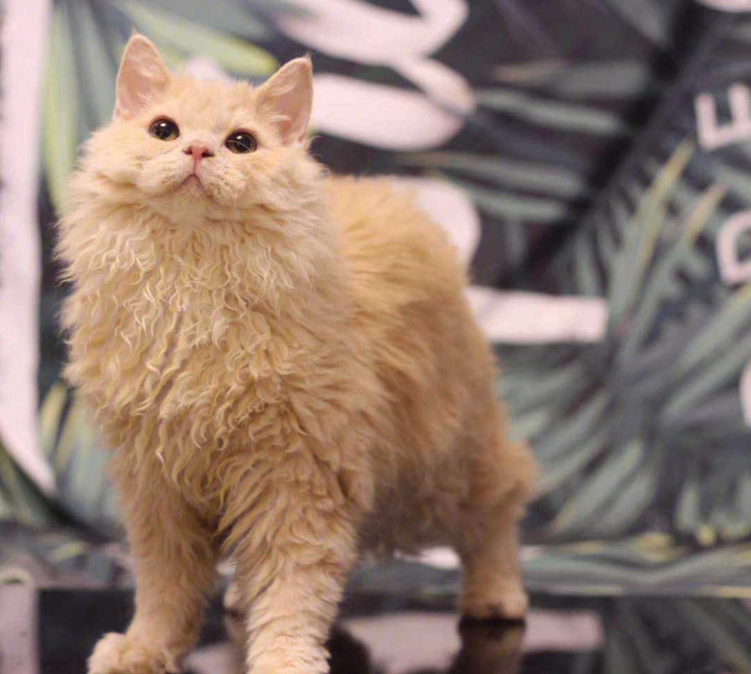 毛发95塞尔凯克卷毛猫(外文名:selkirk rex,别名:牧羊猫,斯可可猫