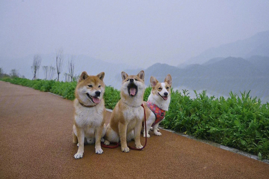 和三只狗一起旅行是什么体验