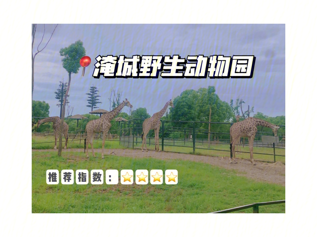 江苏野生动物园排名图片
