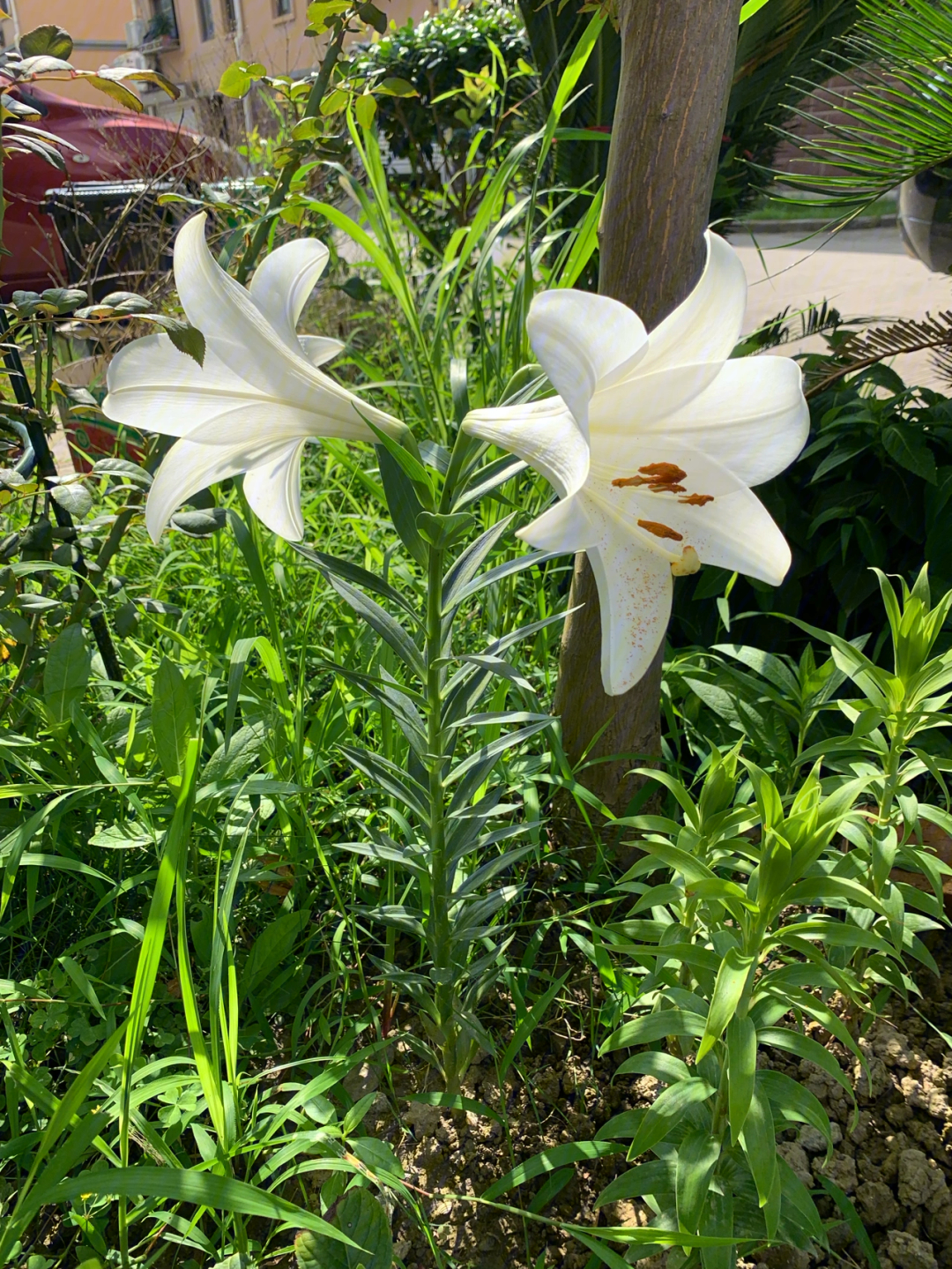 药用百合开花图片