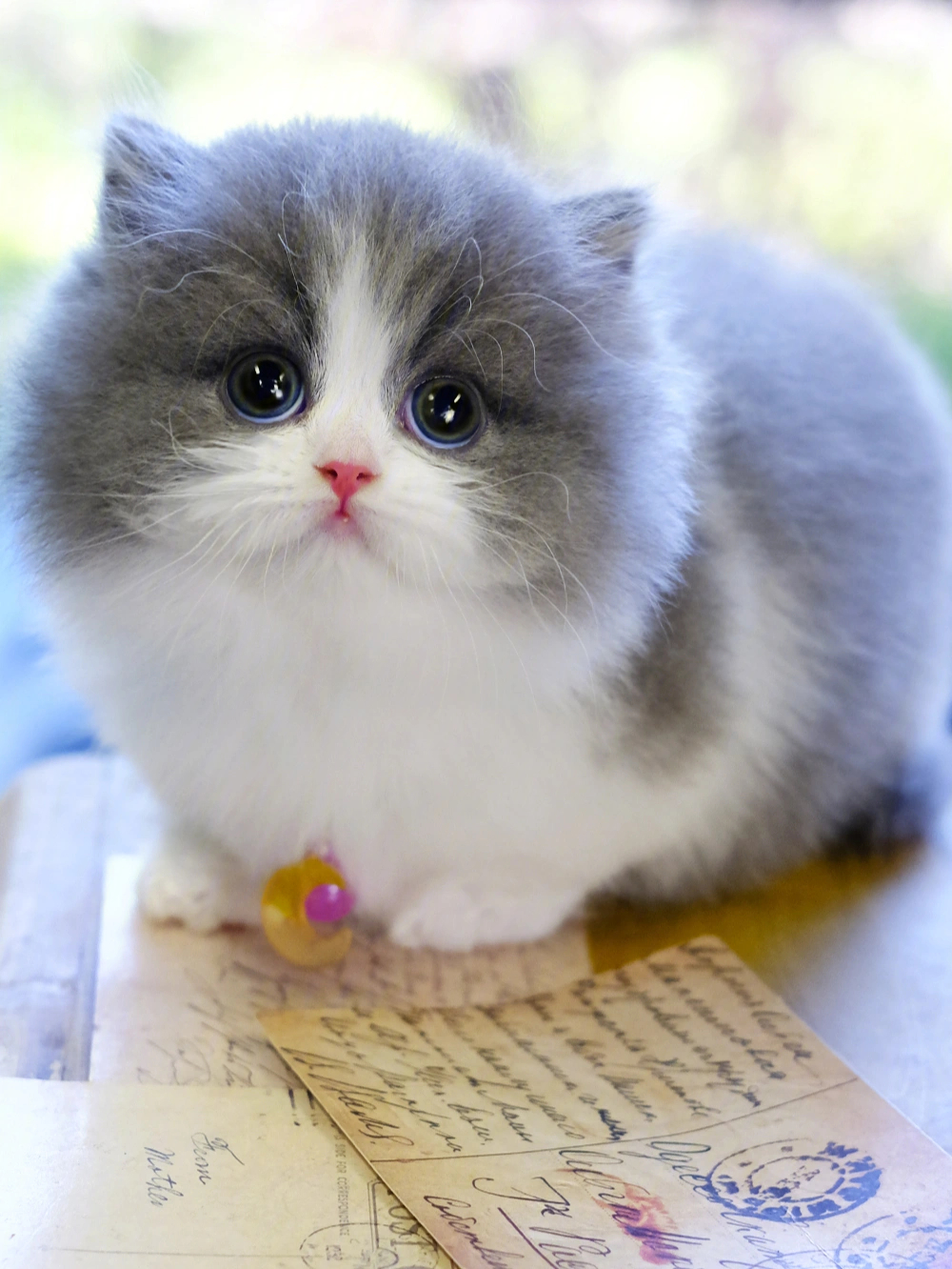 世界上最萌的小猫图片