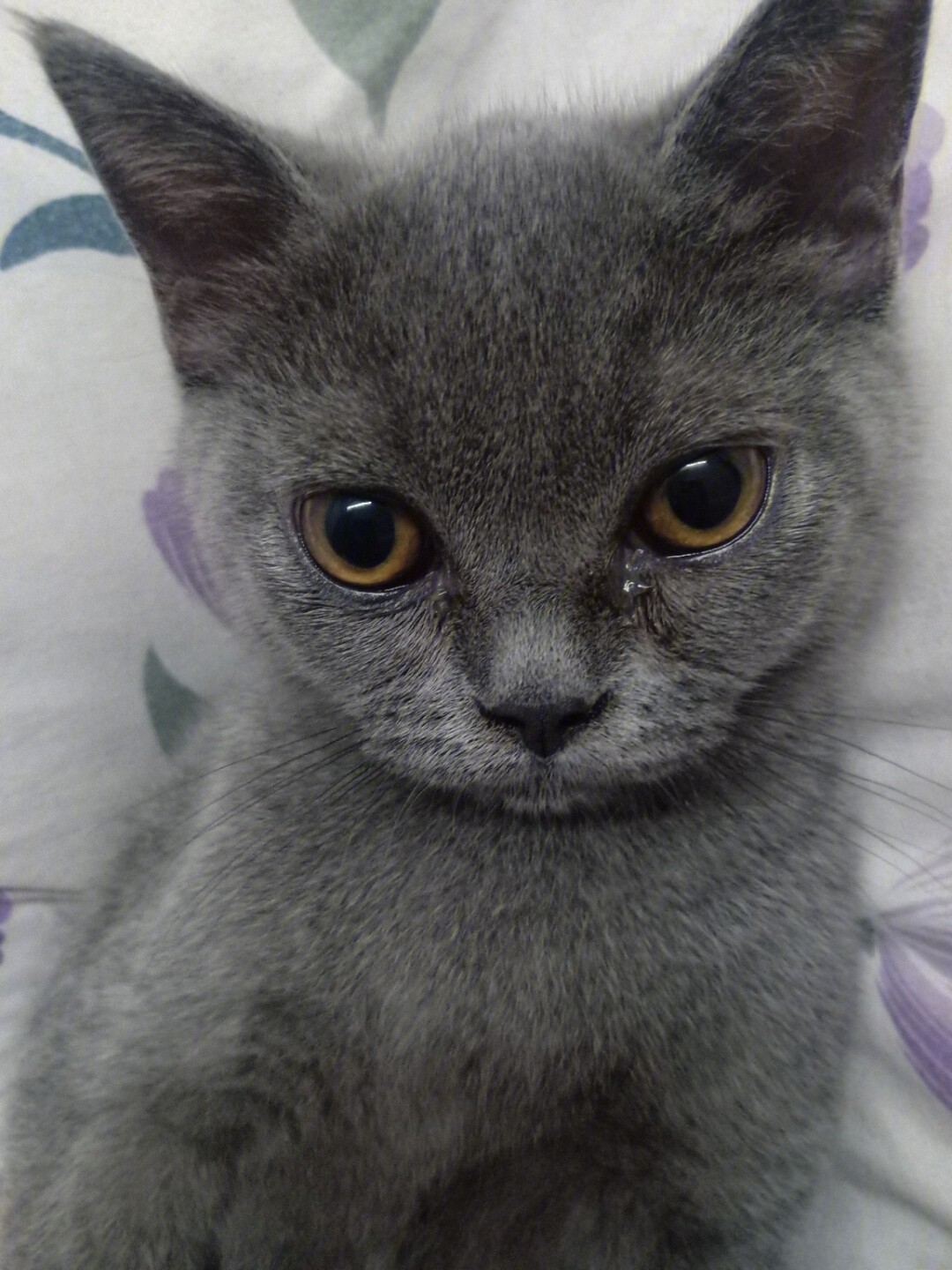 三个多月的小蓝猫每天都流眼泪,每次吃完饭必流眼泪换过一次粮了应该