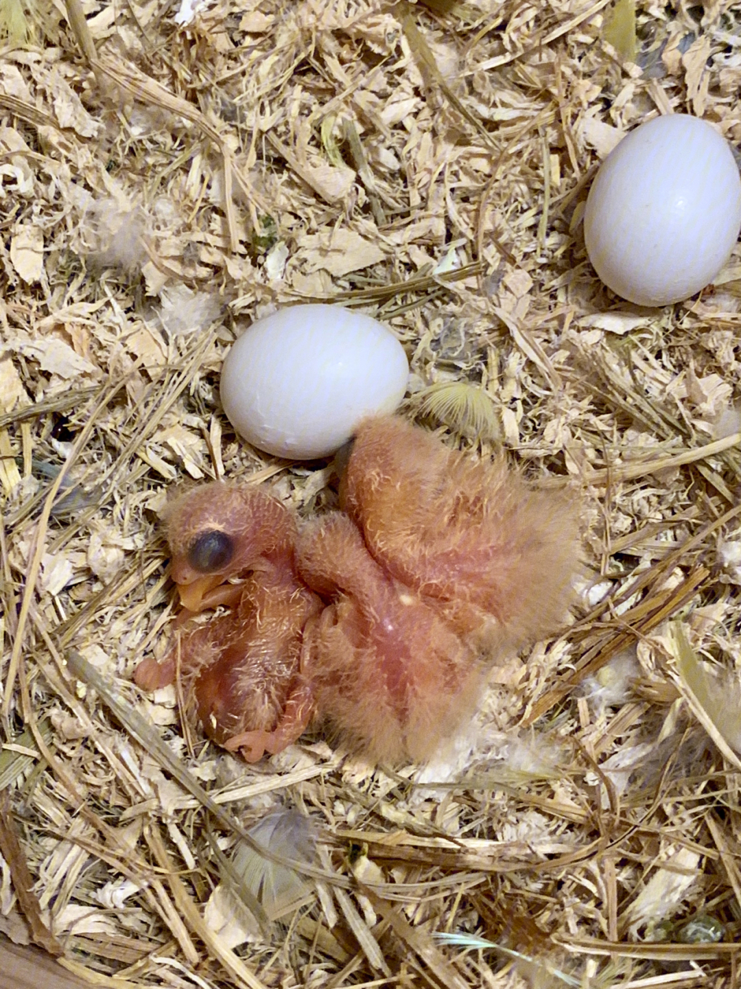 牡丹鹦鹉幼鸟孵化第3天老三出来了