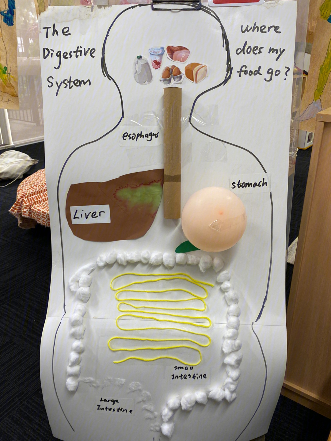 消化系统模型橡皮泥图片