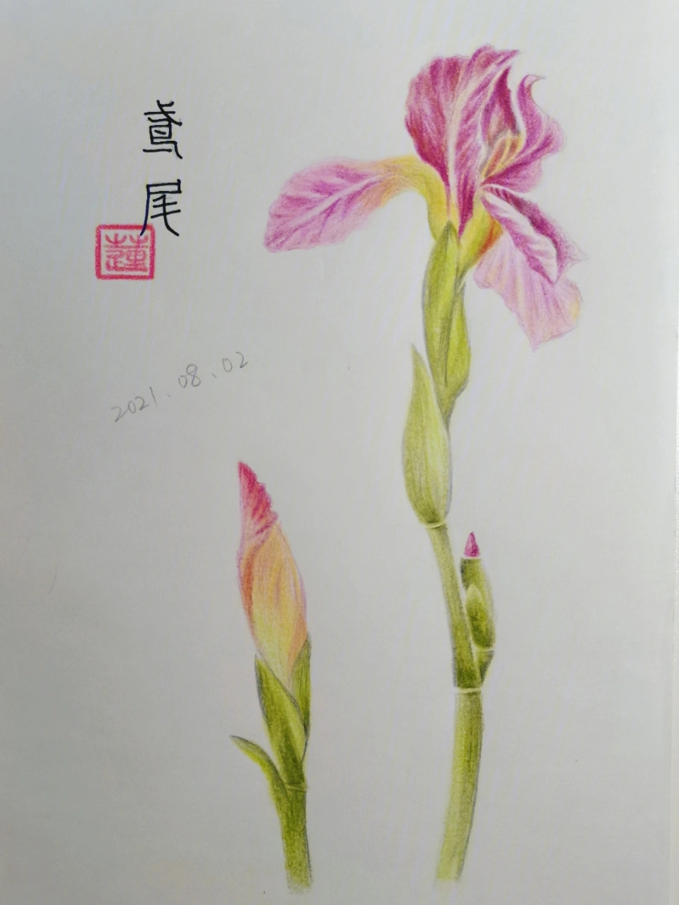 画彩铅花卉鸢尾