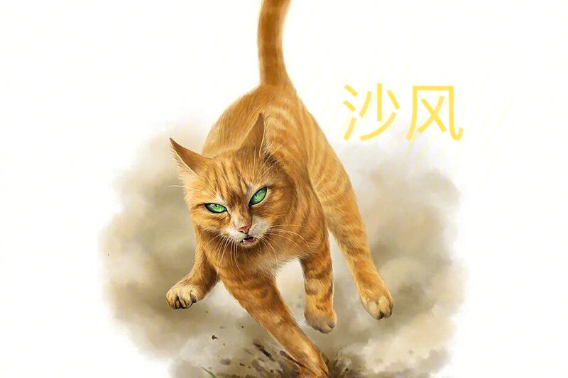 猫武士团毛图片