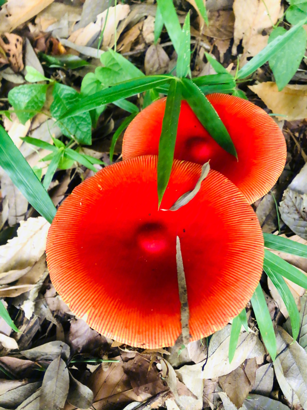 可怕的红蘑菇