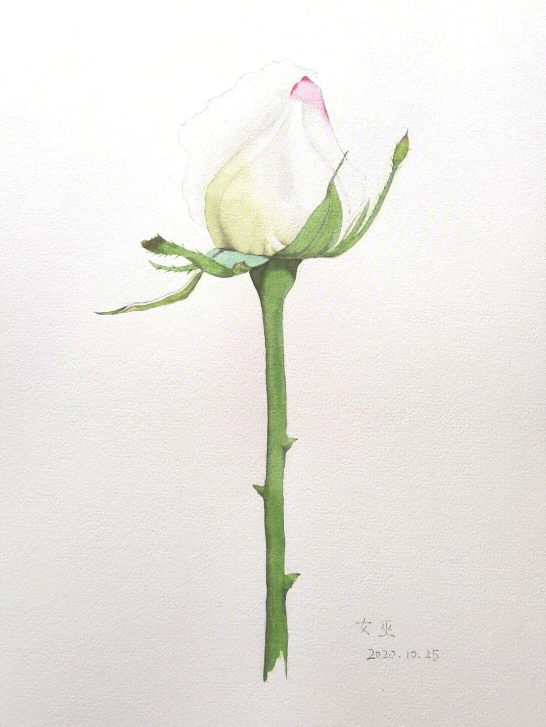 原创水彩画一朵白玫瑰