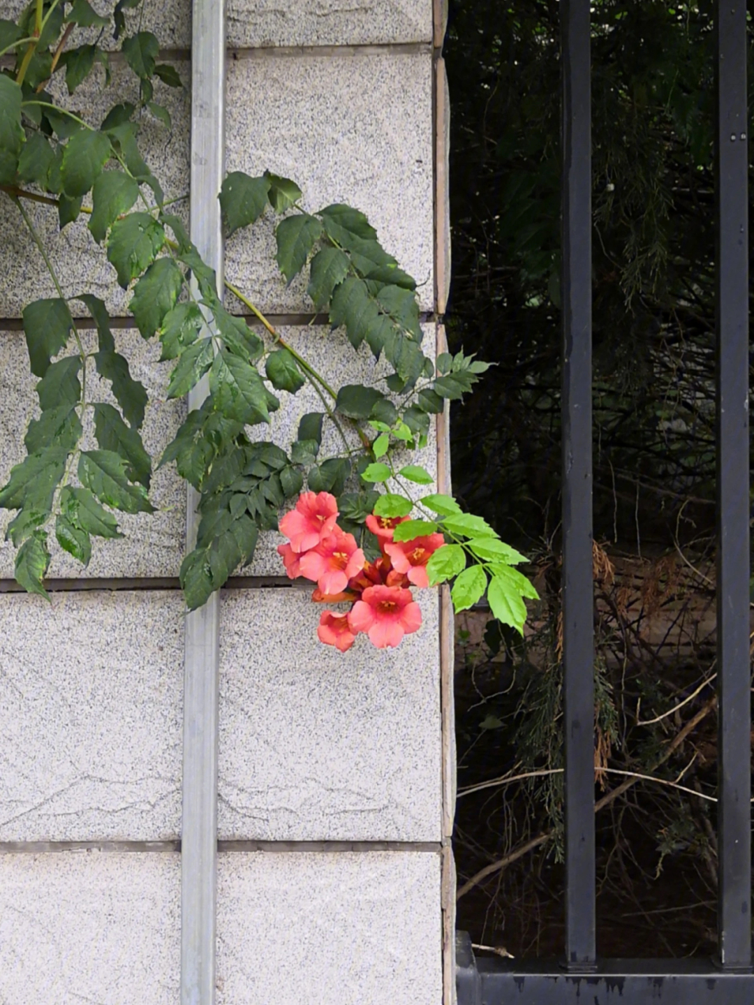 雨后凌霄花