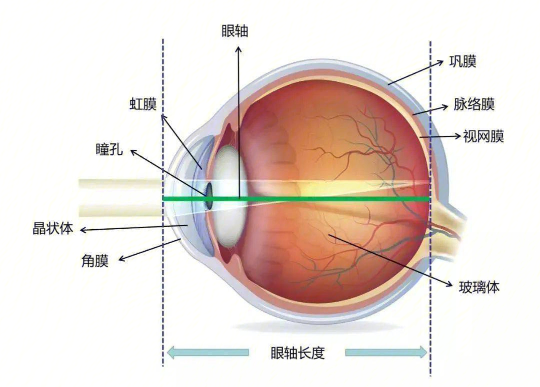 视网膜成像原理示意图图片