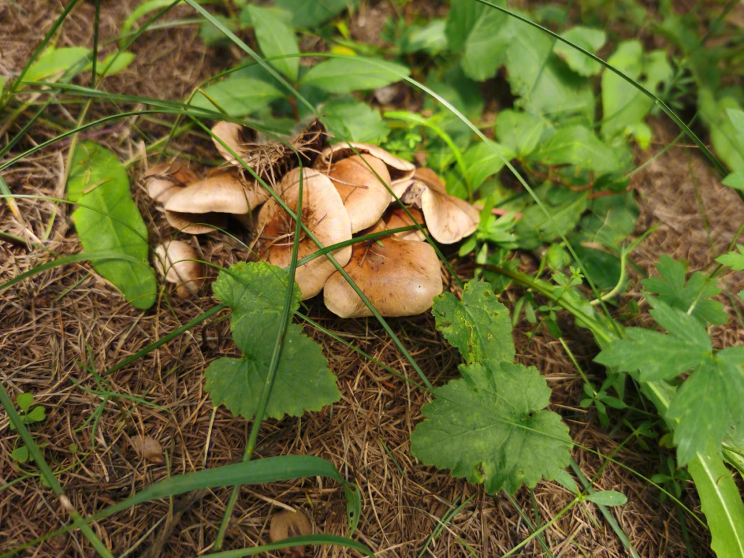 北方常见蘑菇图谱图片