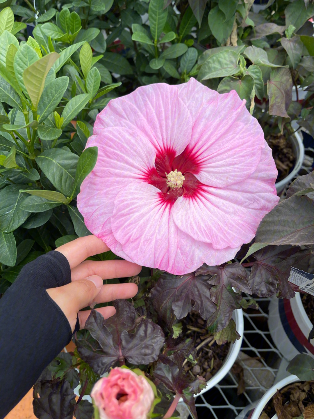 大花芙蓉葵的季节