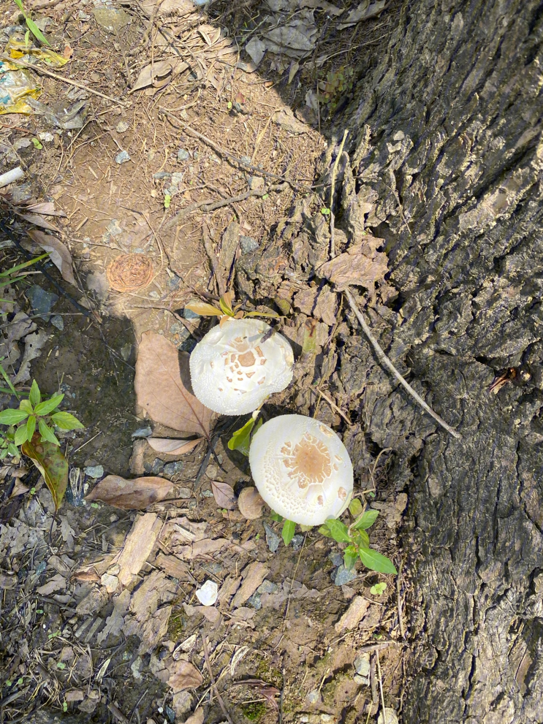 杨树白色蘑菇图片