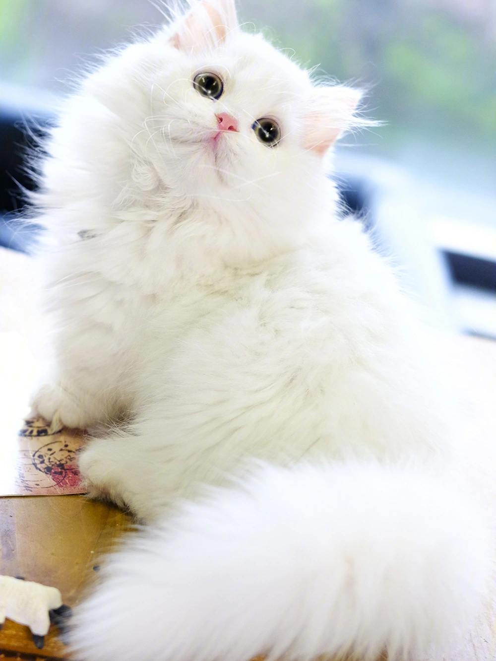 最萌的小猫图片白色图片