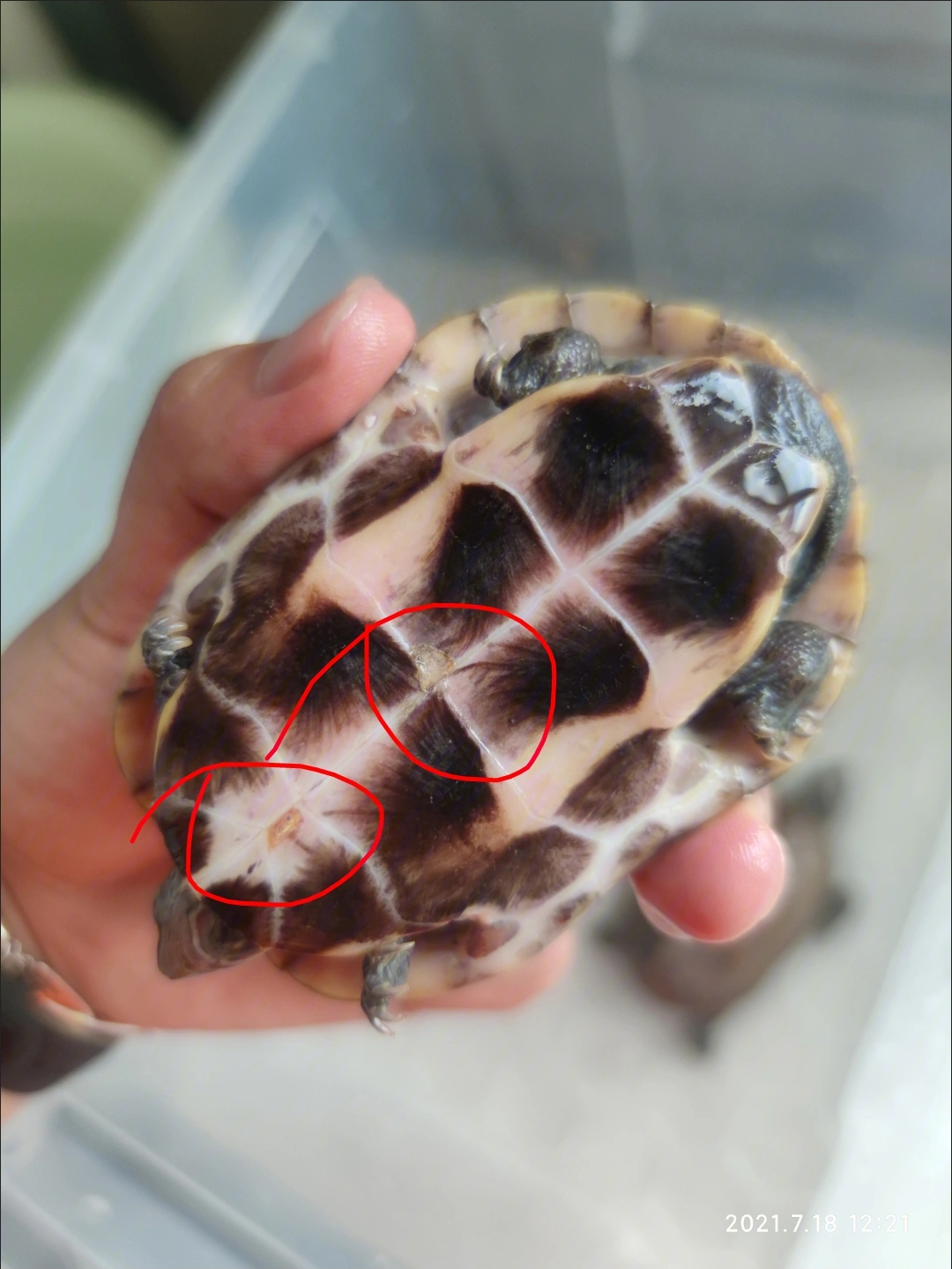乌龟腐甲图解图片