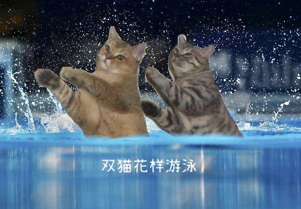 双猫戏水1图片