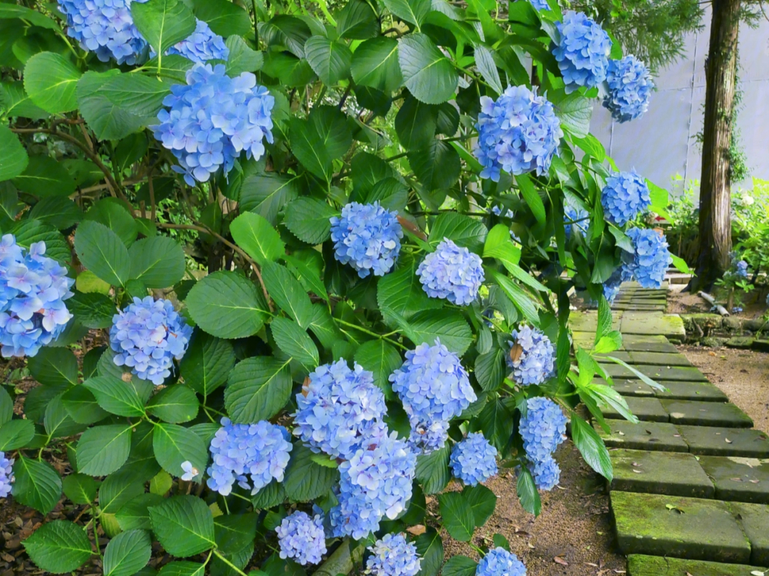 山阴的绝美绣球花寺院松江月照寺