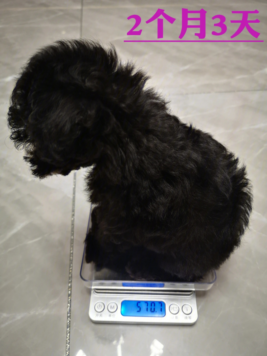 小泰迪满月斤重图片
