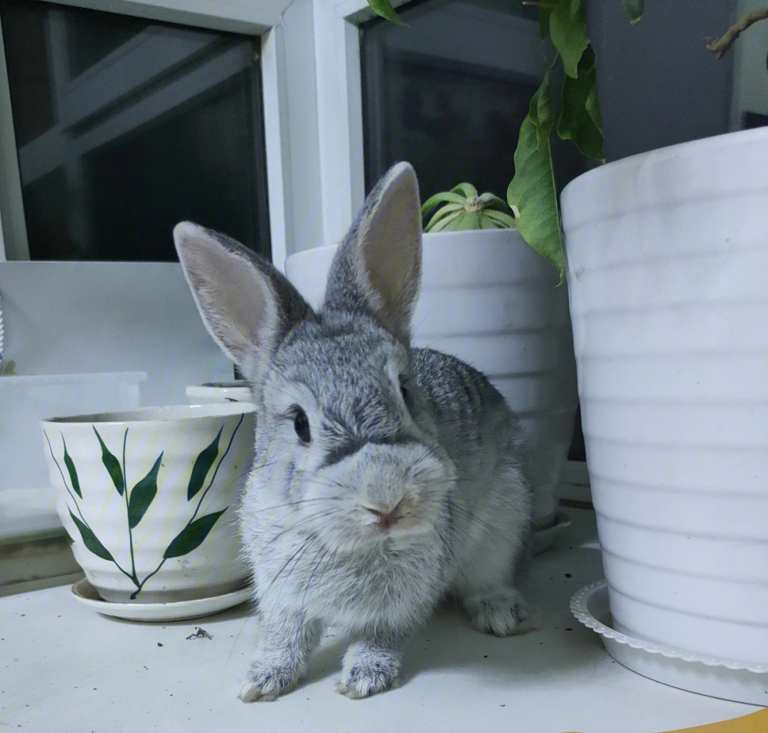 金吉拉兔子品种图片