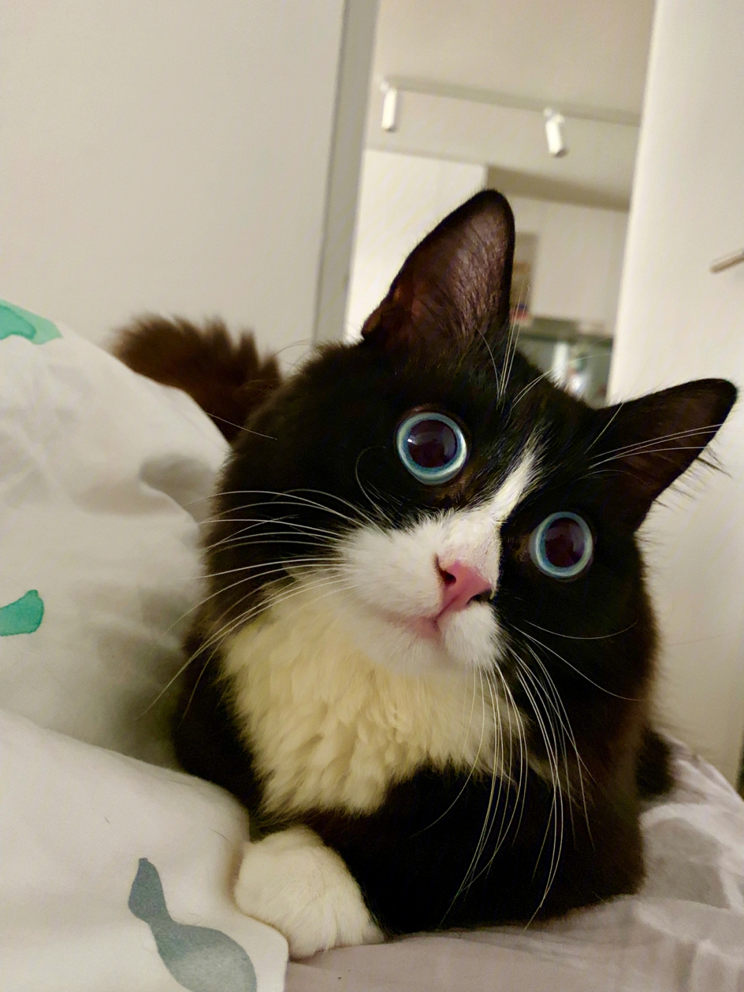 猫猫为什么老是睁着辣么大的眼睛看着我