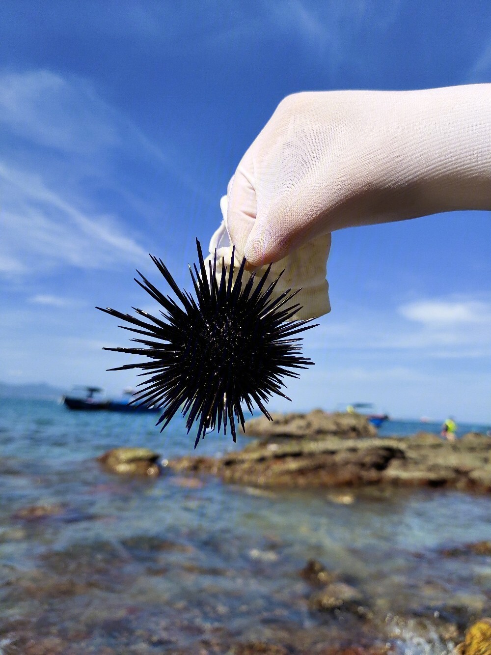 海胆好多海胆