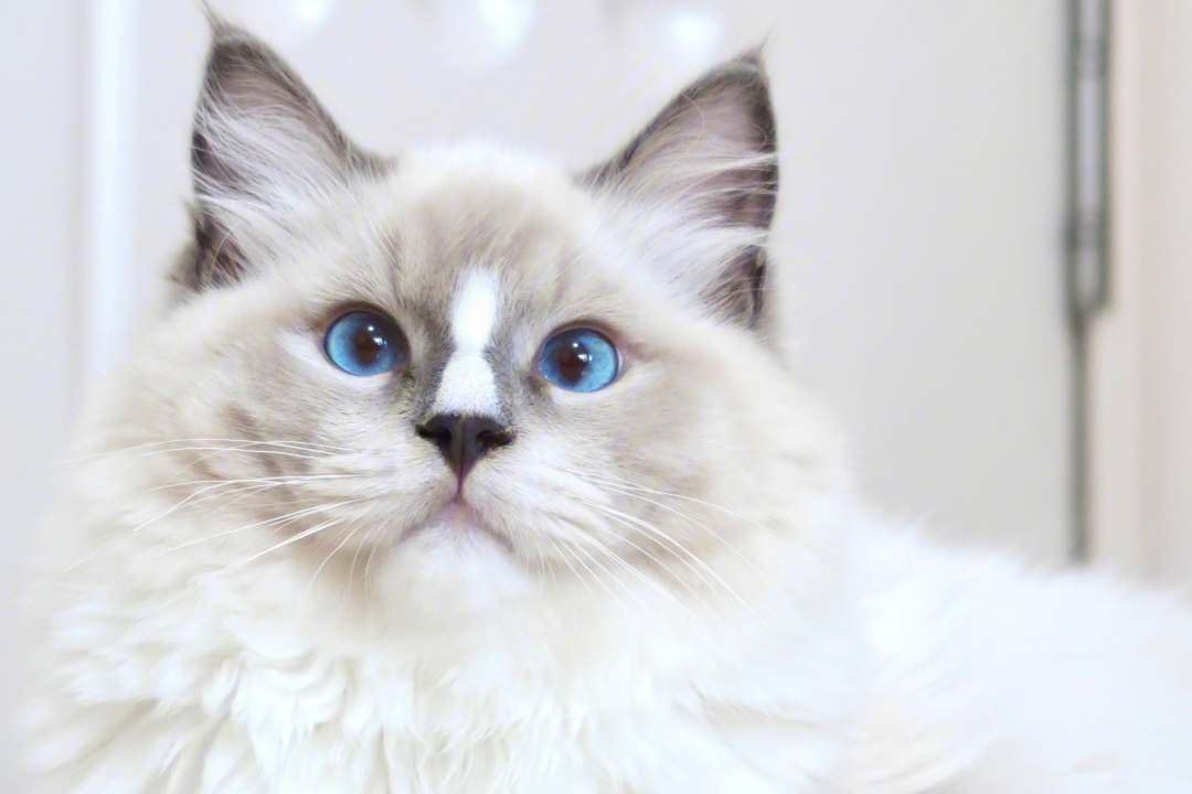 蓝手套流星布偶猫自带鼻影的布偶猫