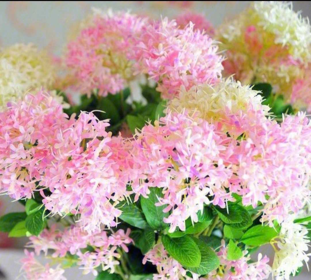 夕雾,又名喉管花,疗喉草夕雾花是十分漂亮迷人的室内盆栽花卉,花香