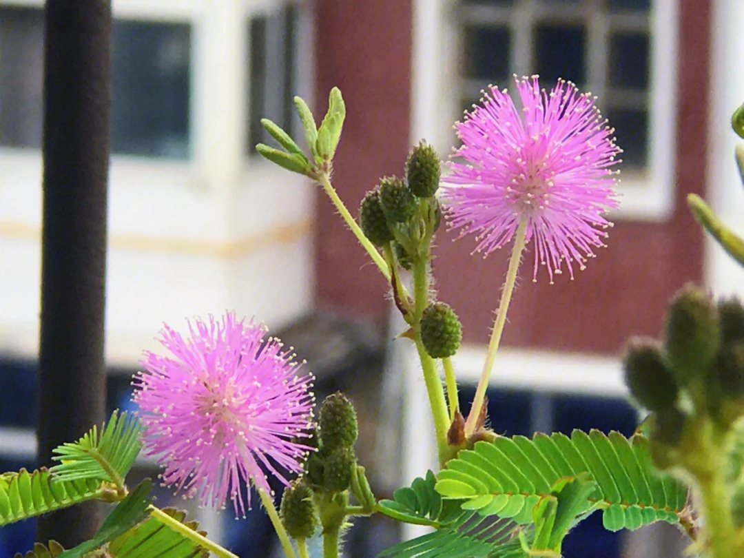 含羞草开花了�