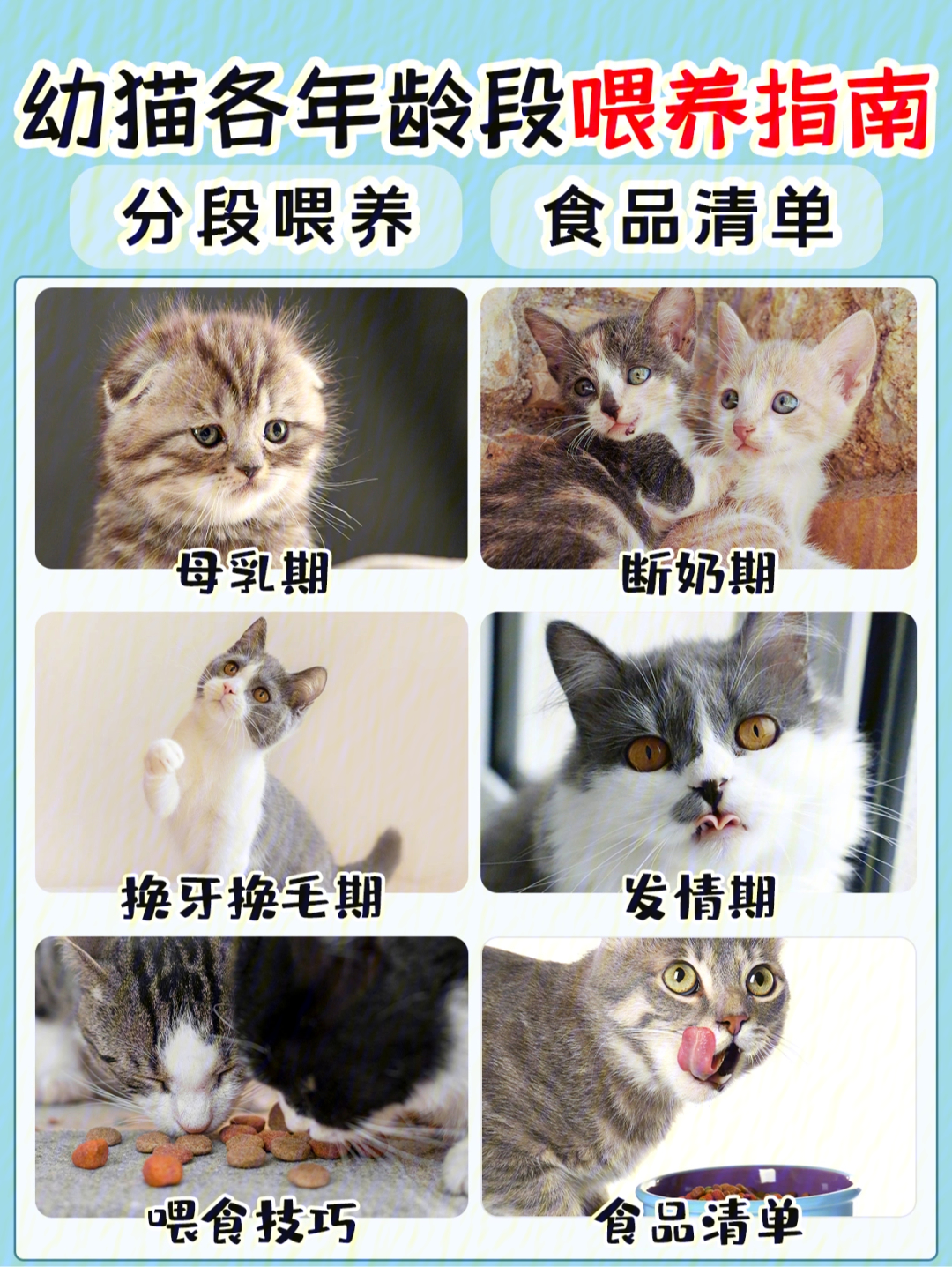 猫各个月龄图片图片