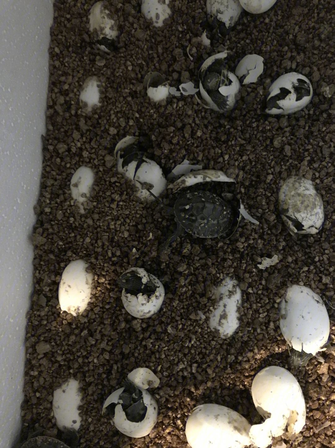 从挖蛋孵化~幼苗~成龟~种龟,历经20年日晒雨淋,成长出健壮完美的外型