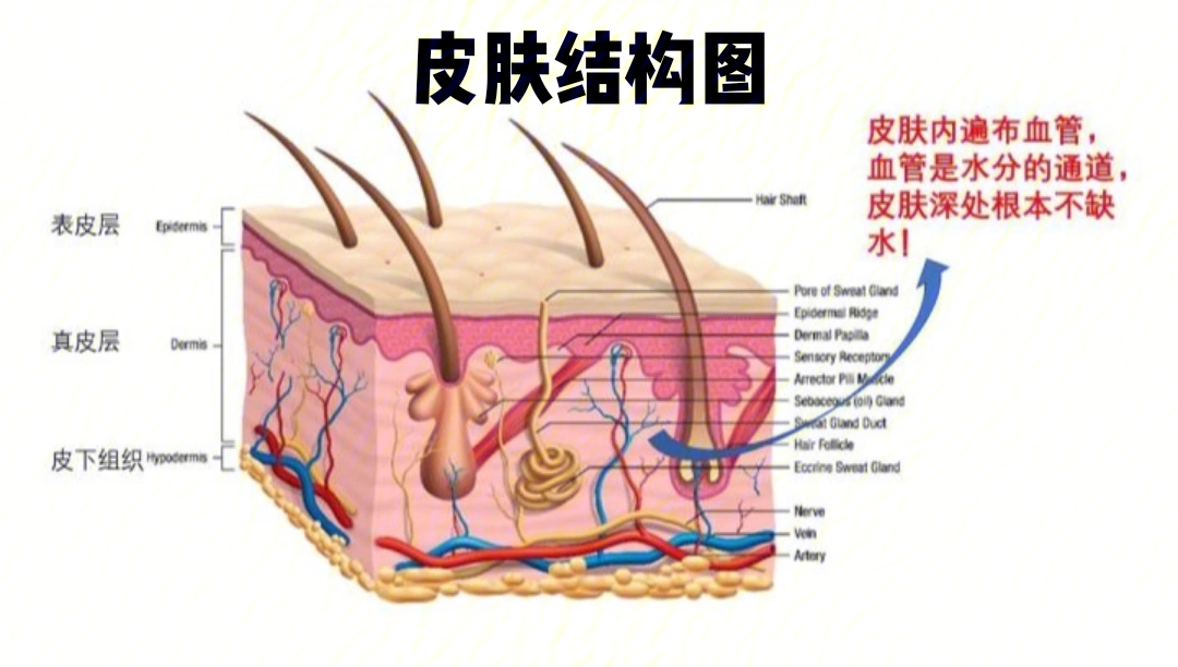 皮肤五大层图片图片