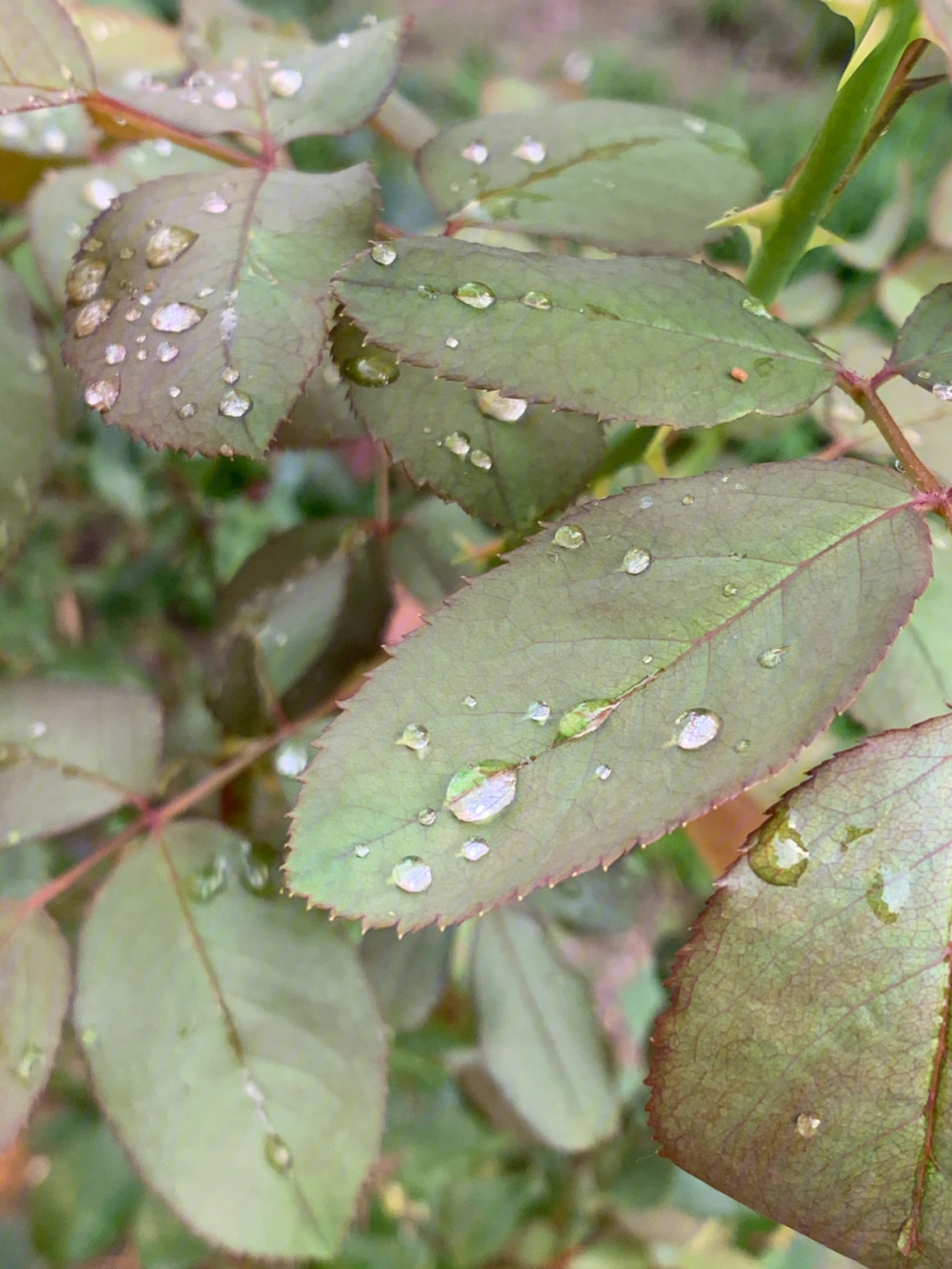 雨后月季花叶子上一颗颗晶莹剔透的水珠儿