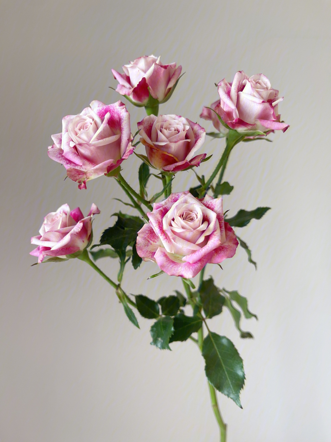 肯尼亚玫瑰花语图片