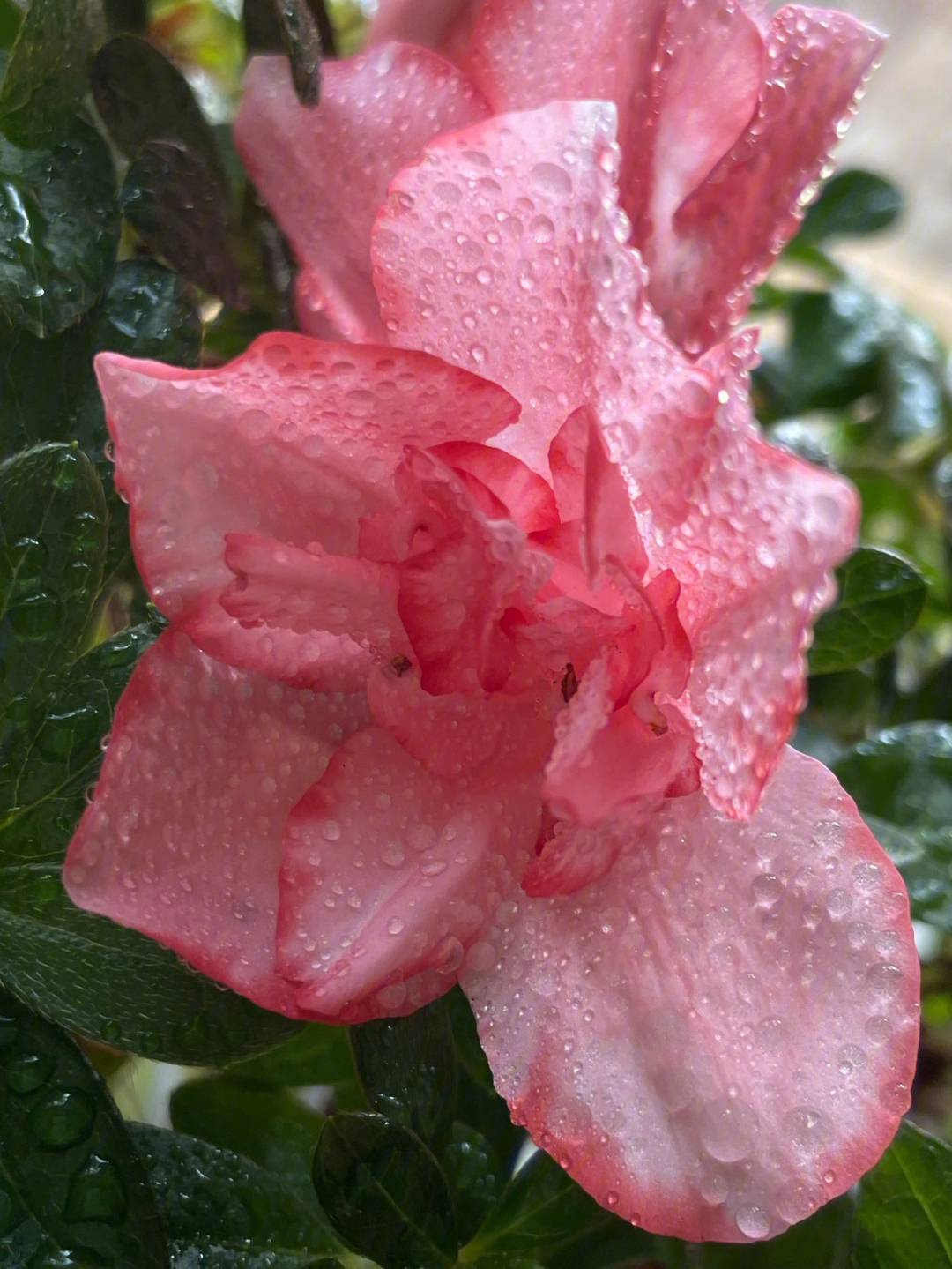 雨后露珠花草图片