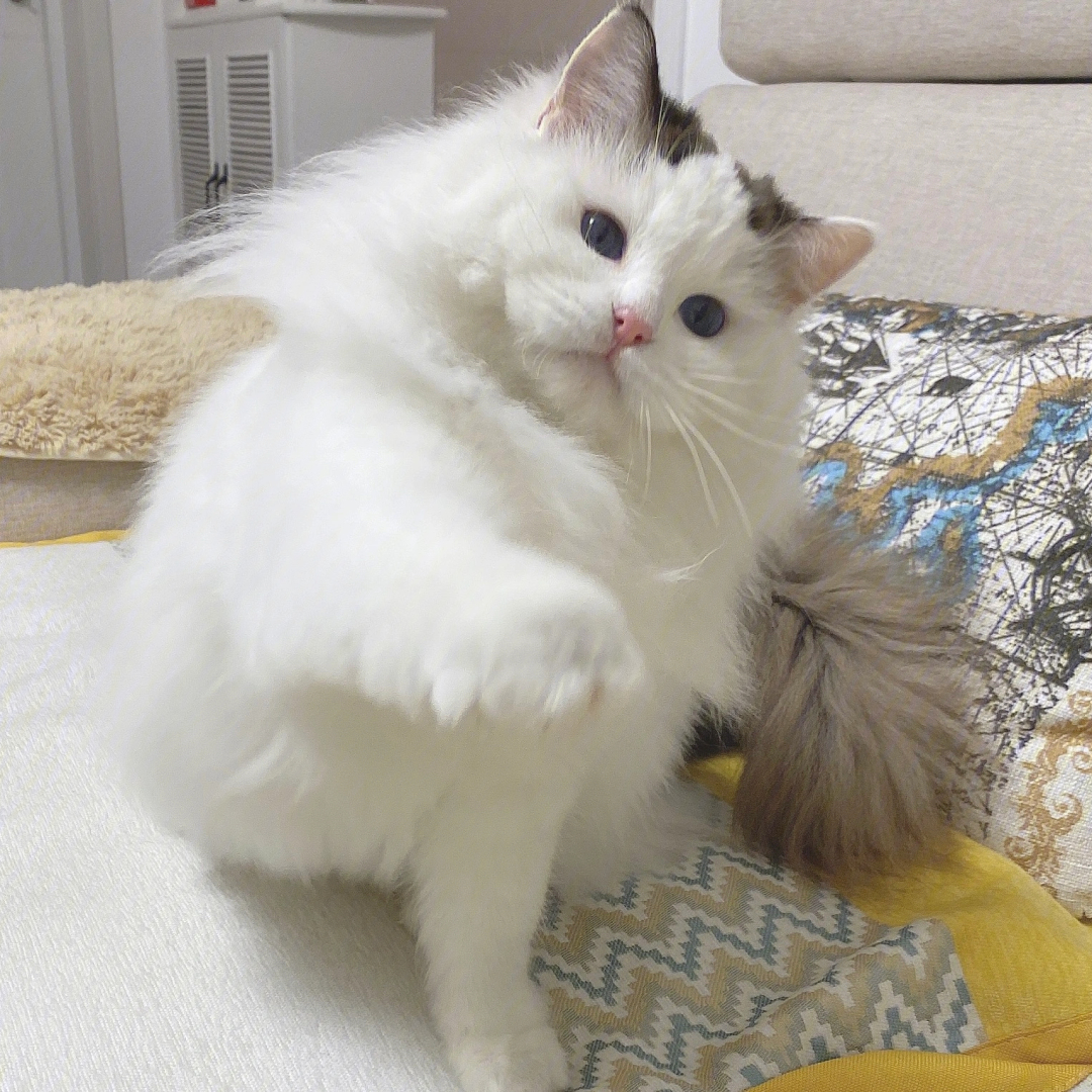 布偶猫净梵色图片