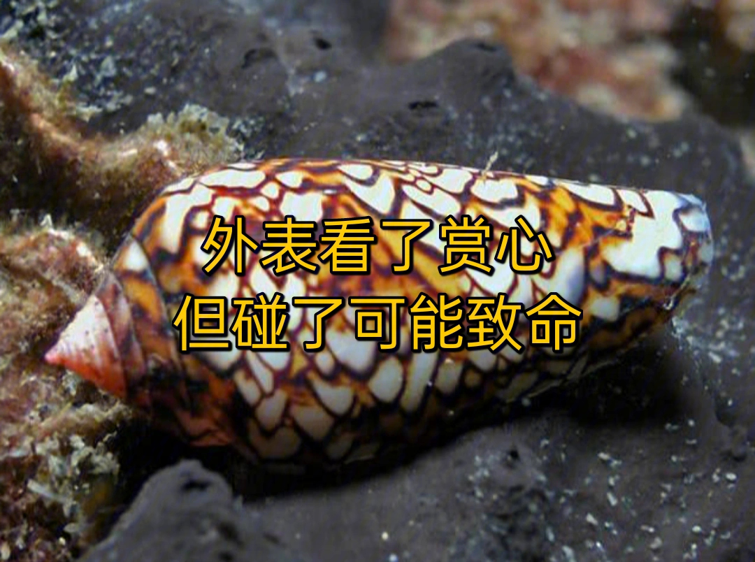 鲸探之最12世界上最毒的海螺